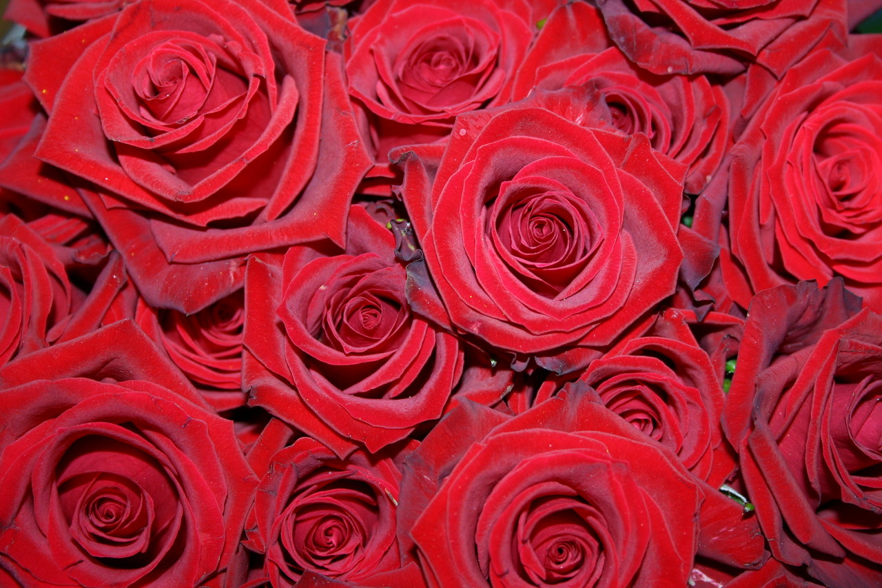 (c) 4-jahreszeiten-floristik.de